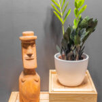 Zamioculcas Raven