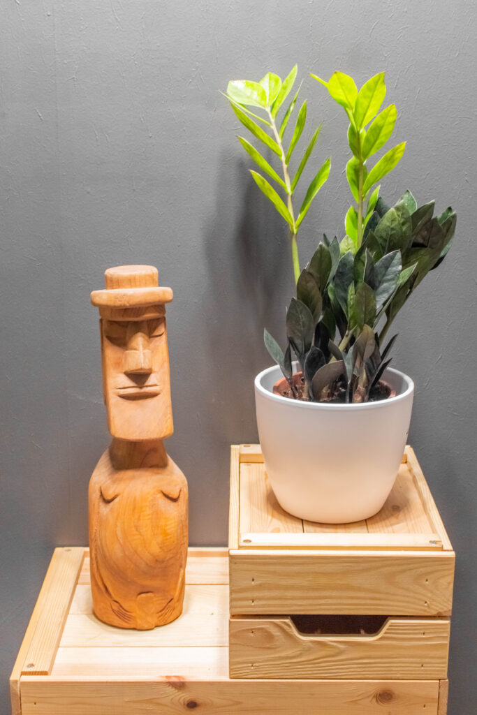 Zamioculcas Raven