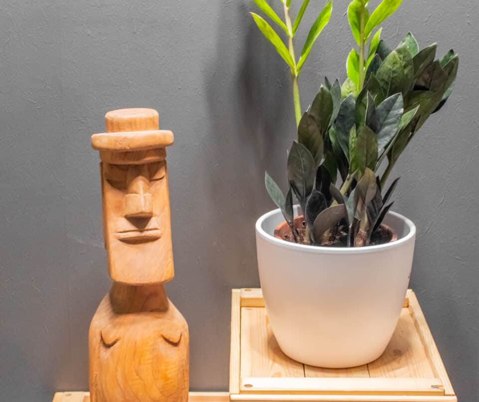 Zamioculcas Raven