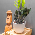 Zamioculcas Raven