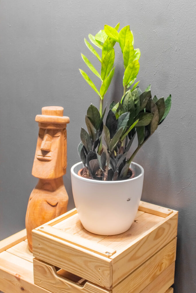 Zamioculcas Raven