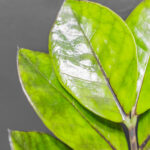 Zamioculcas Raven