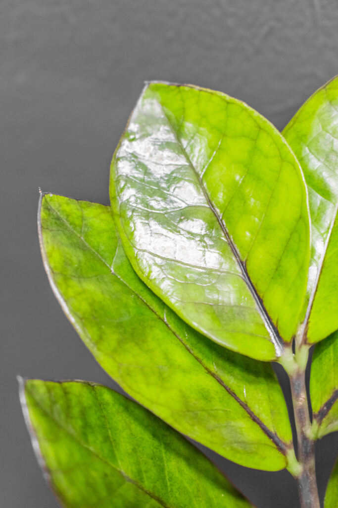Zamioculcas Raven