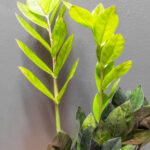 Zamioculcas Raven