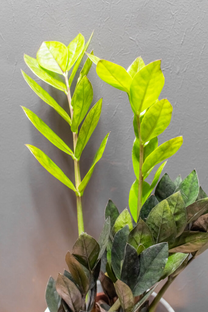 Zamioculcas Raven