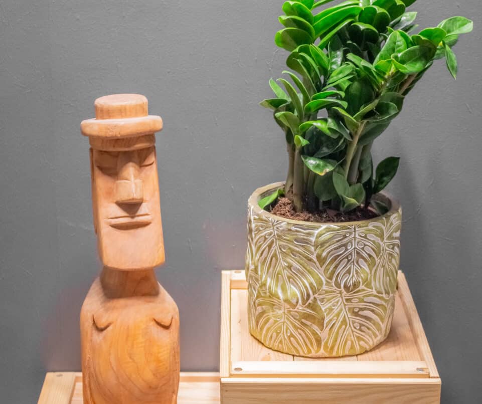 Zamioculcas Zenzi
