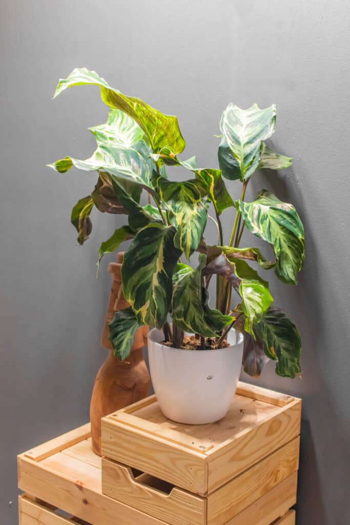 Calathea Confusion Electric Shock - Moai Jungle - Tbb, mint gond