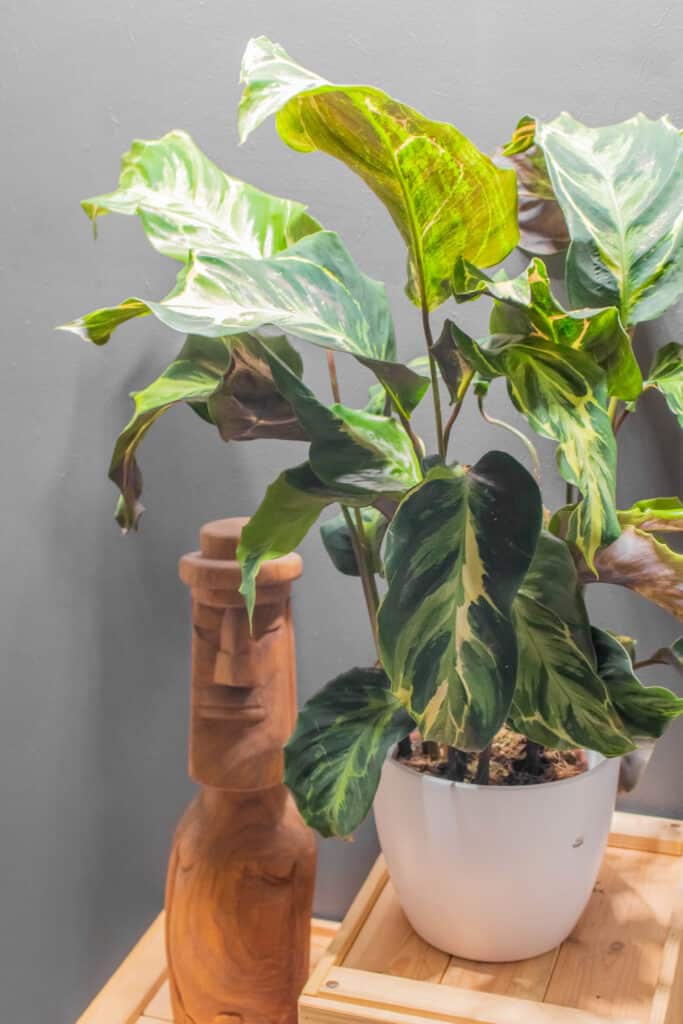 Calathea Confusion Electric Shock - Moai Jungle - Tbb, mint gond