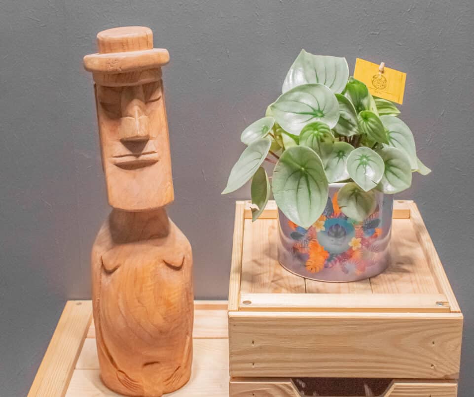 Peperomia Ice Queen