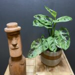 Monstera Adansonii Mint