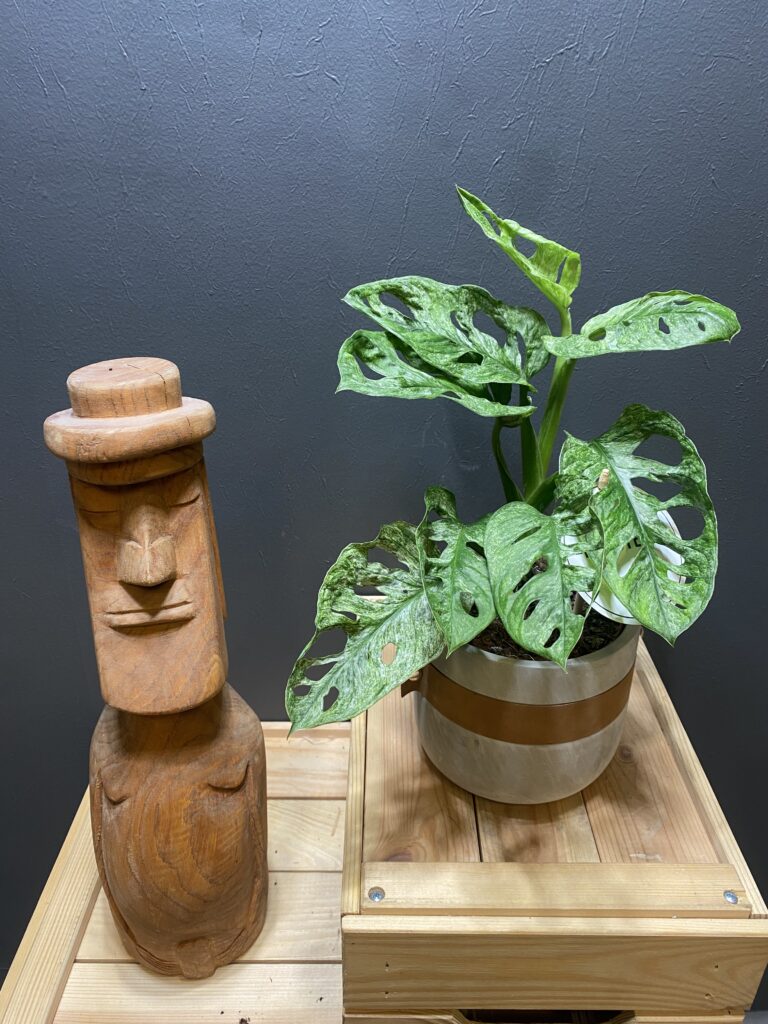 Monstera Adansonii Mint