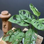 Monstera Adansonii Mint
