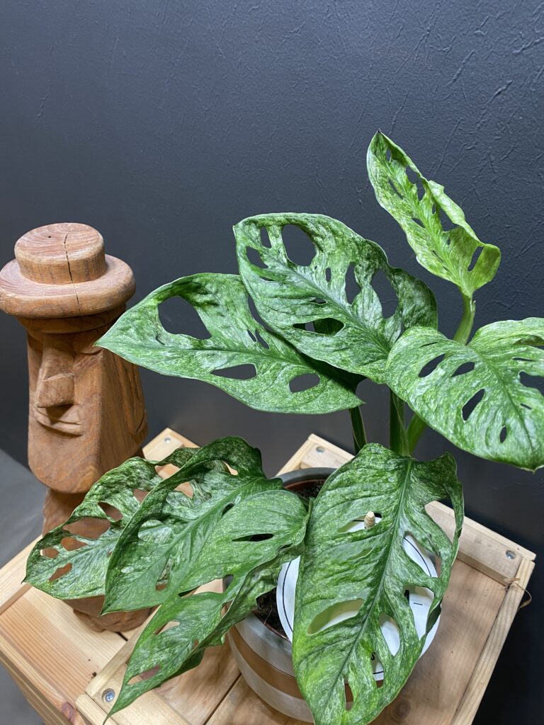 Monstera Adansonii Mint