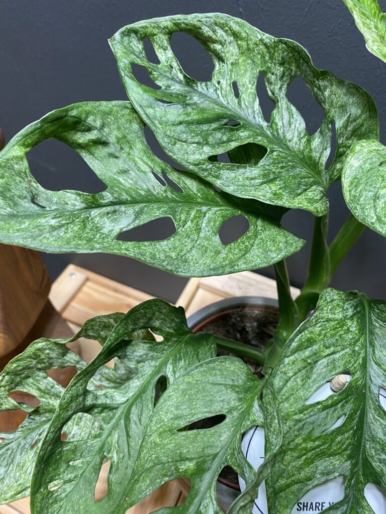 Monstera Adansonii Mint