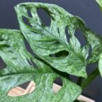 Monstera Adansonii Mint