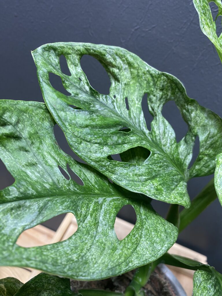 Monstera Adansonii Mint