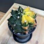 Gymnocalycium Variegata