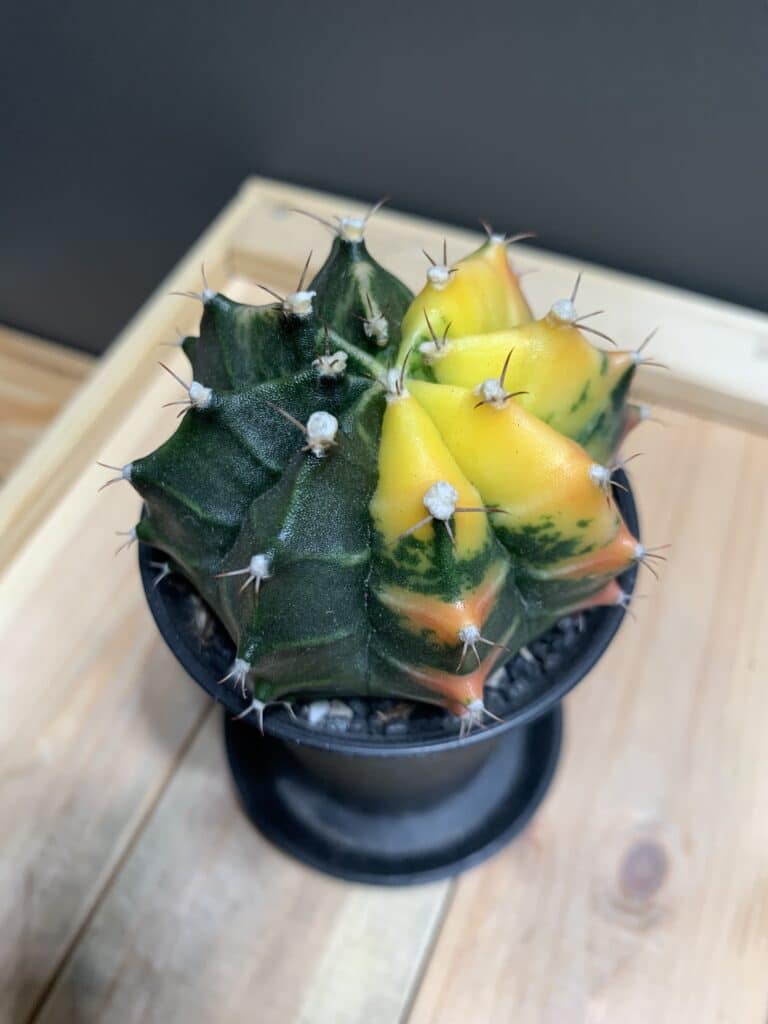 Gymnocalycium Variegata