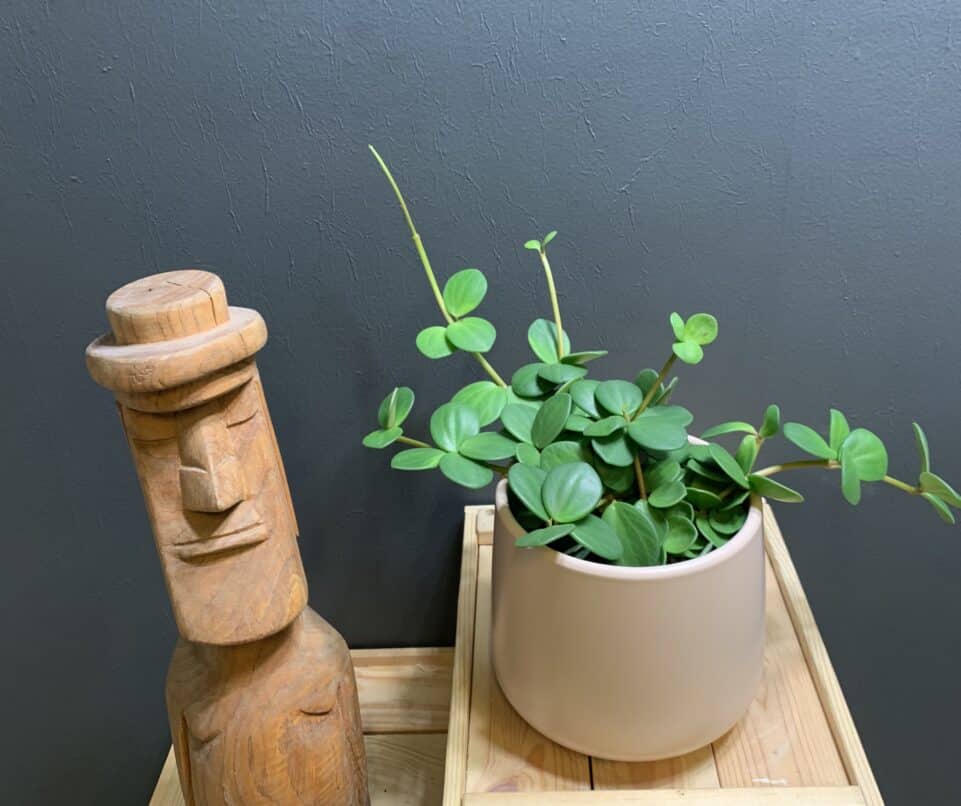 Peperomia Hope
