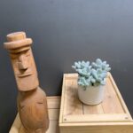 Pachyphytum oviferum