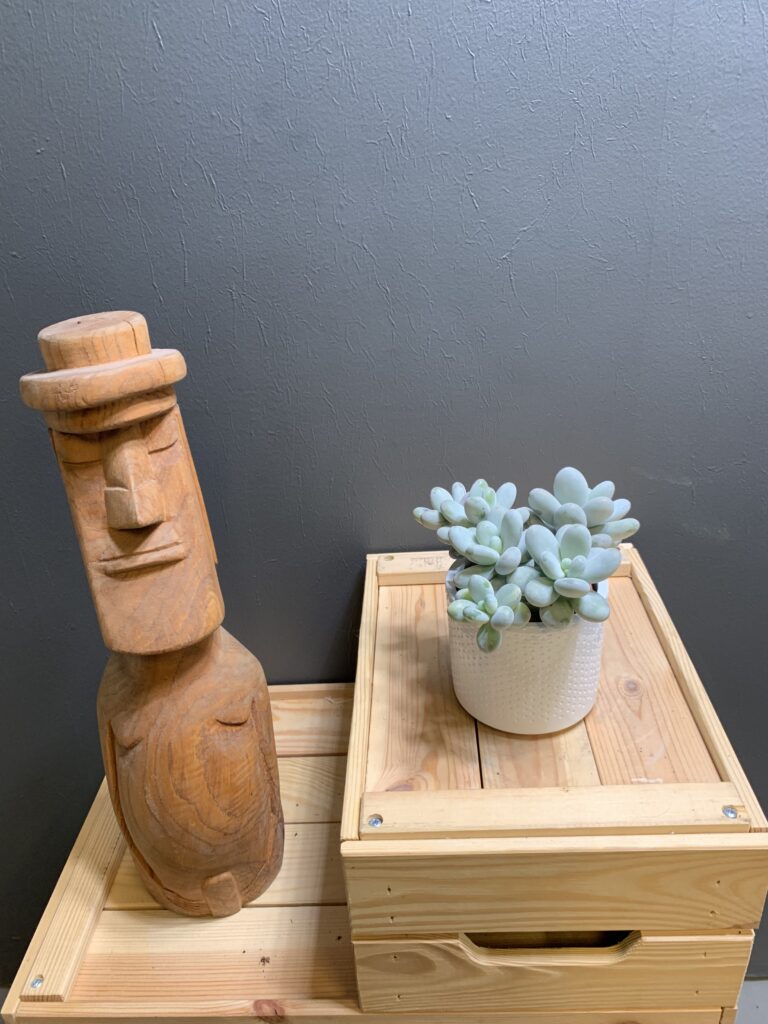 Pachyphytum oviferum