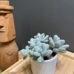 Pachyphytum oviferum