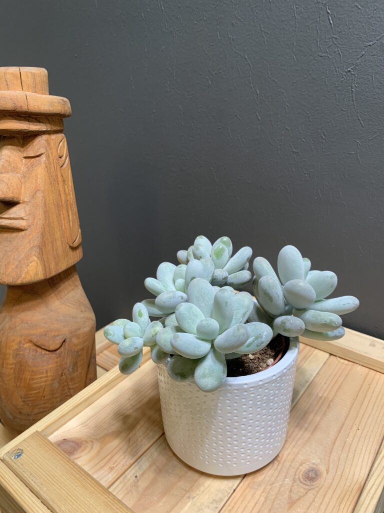 Pachyphytum oviferum