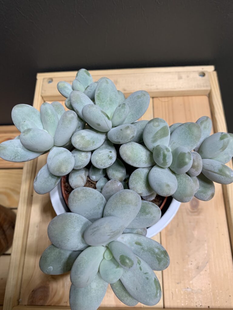 Pachyphytum oviferum