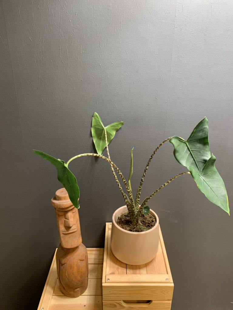 Alocasia Siberian Tiger