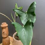 Alocasia Siberian Tiger