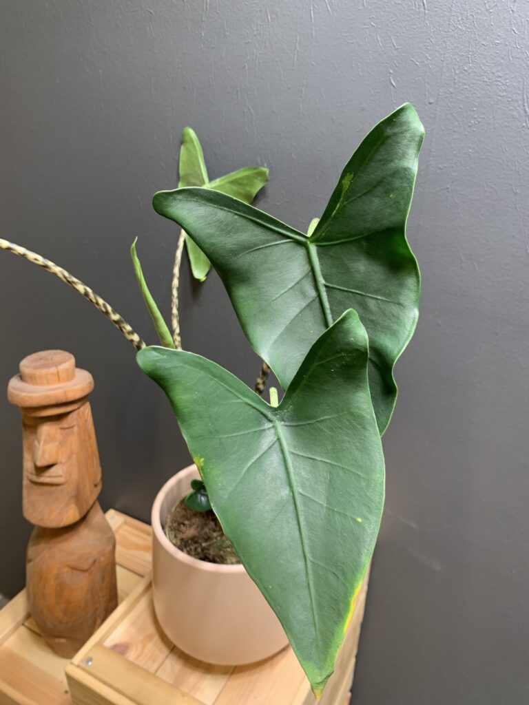 Alocasia Siberian Tiger