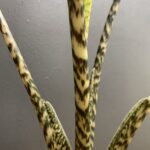 Alocasia Siberian Tiger