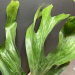 Platycerium superbum