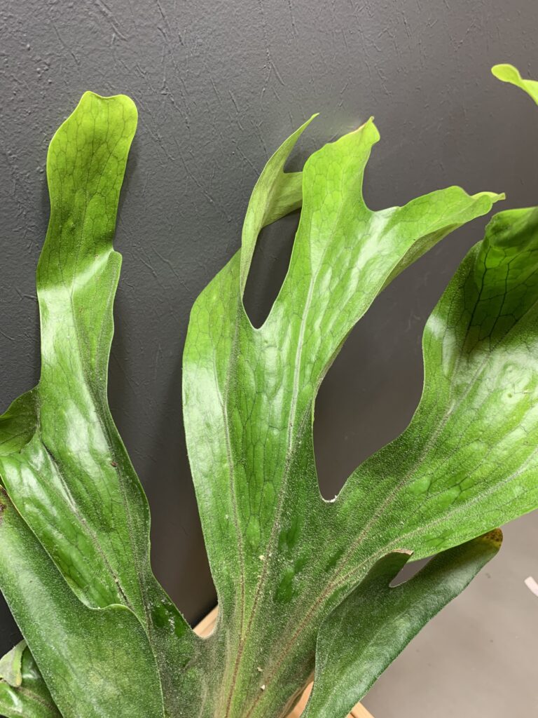 Platycerium superbum