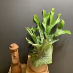 Platycerium superbum