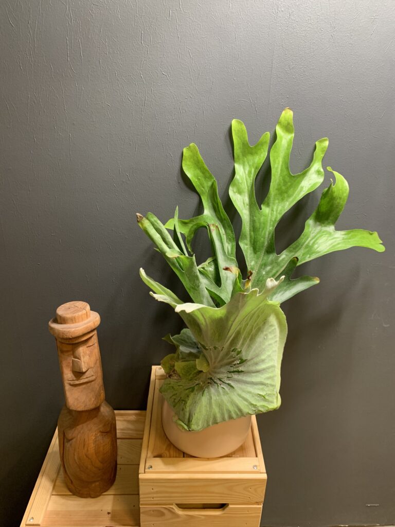 Platycerium superbum