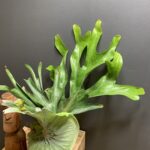 Platycerium superbum