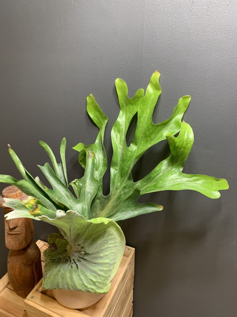 Platycerium superbum