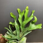 Platycerium superbum