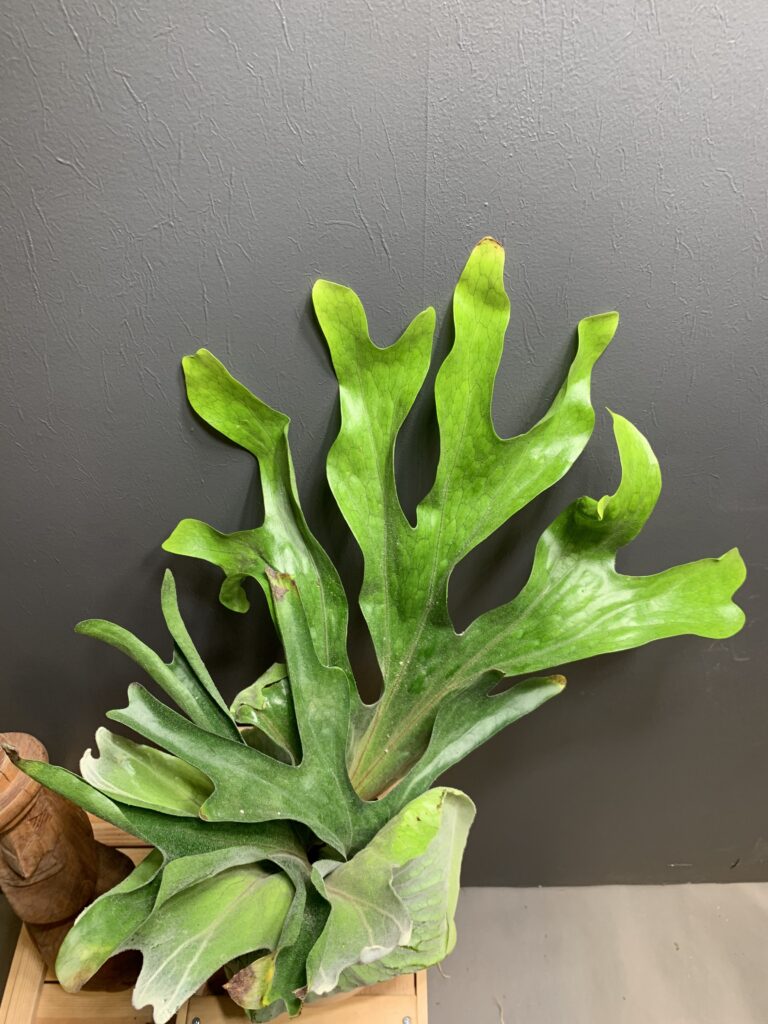 Platycerium superbum