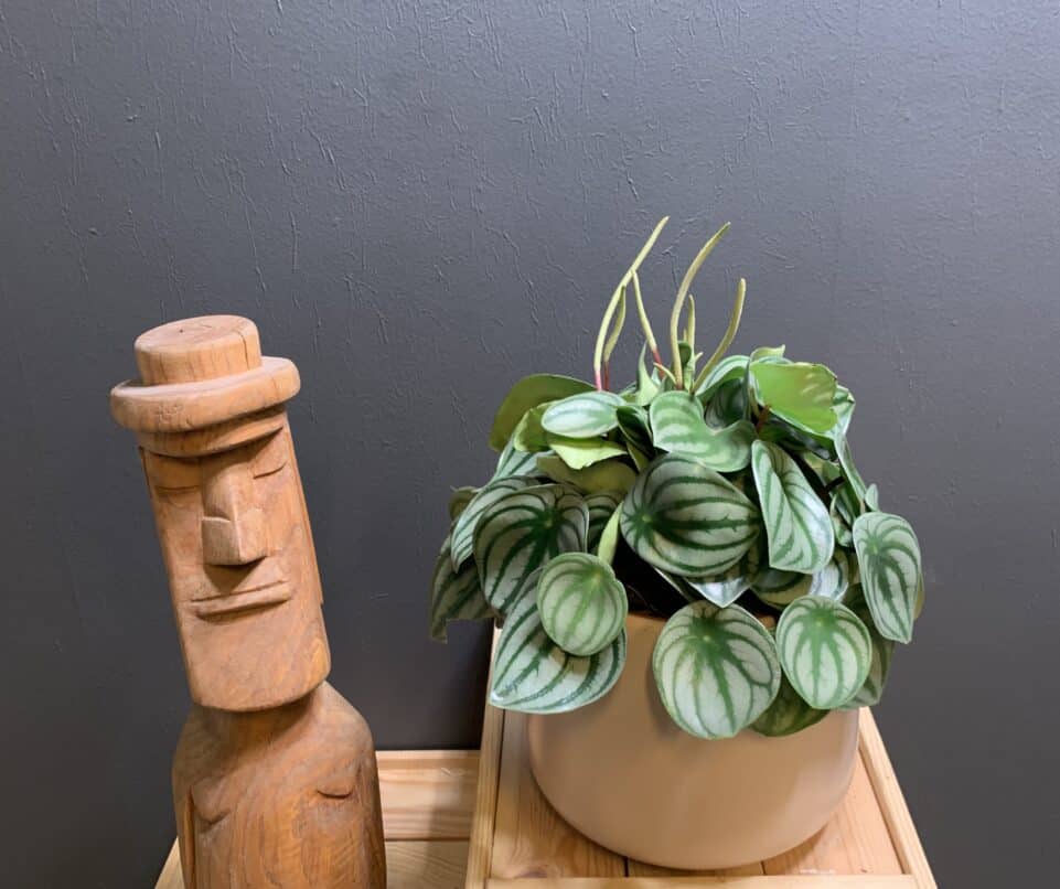 Peperomia watermelon