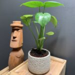 Monstera Deliciosa