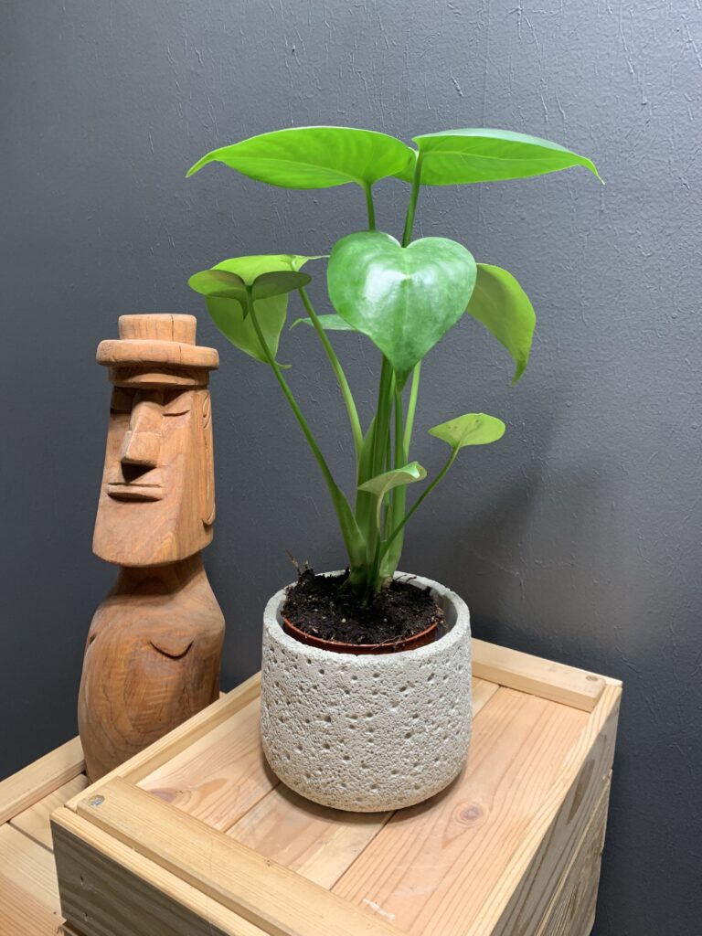 Monstera Deliciosa