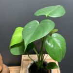 Monstera Deliciosa