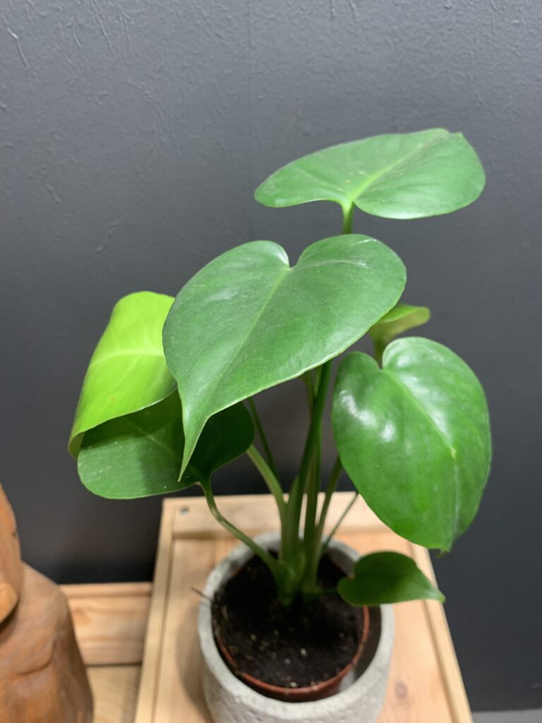 Monstera Deliciosa