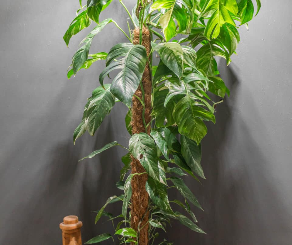 Epipremnum pinnatum Variegata