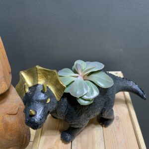 Triceratops