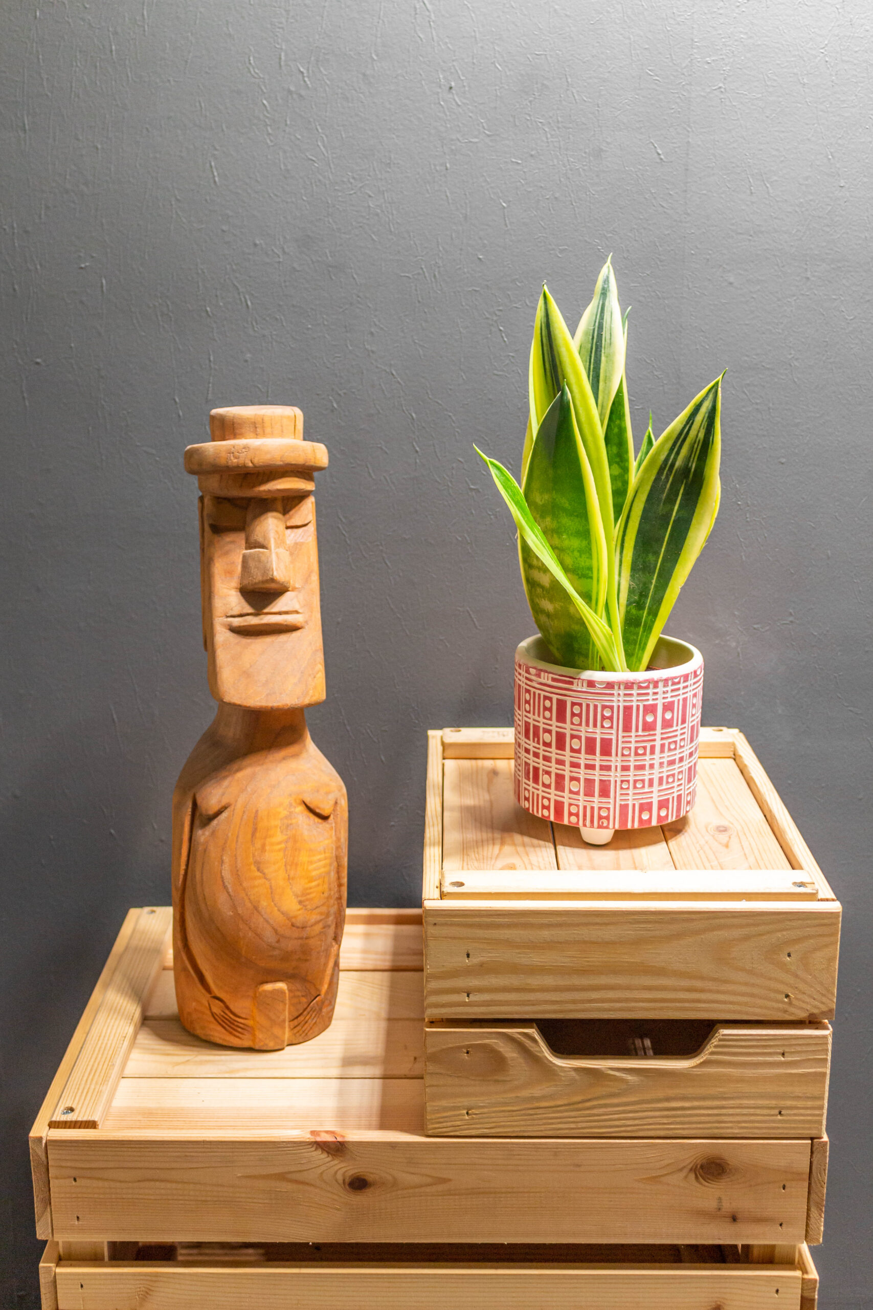 Sansevieria Golden Flame