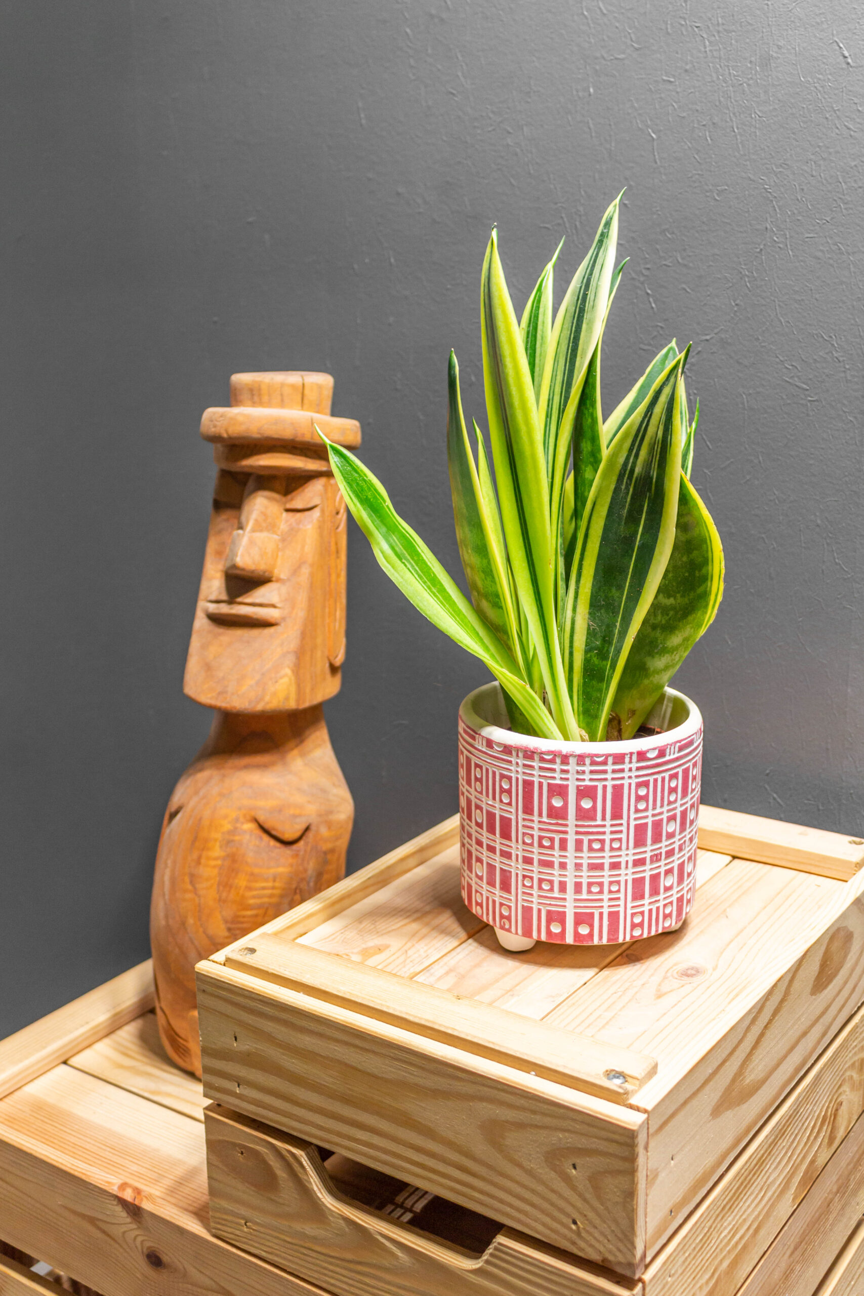 Sansevieria Golden Flame