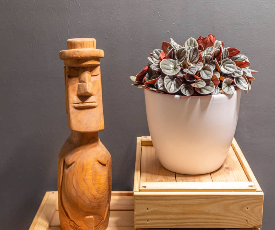 Peperomia santorini